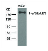 Anti-ERBB3 (Ab-1328) antibody produced in rabbit affinity isolated antibody