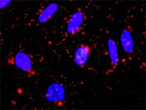 Anti-MAPK13 antibody produced in rabbit purified immunoglobulin, buffered aqueous solution