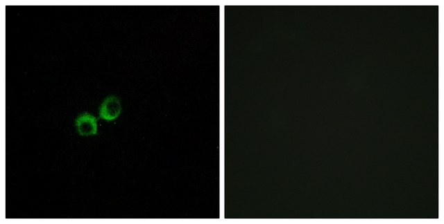 Anti-TAS1R3 antibody produced in rabbit affinity isolated antibody