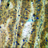 Anti-phospho-Cyclin C (pSer275) antibody produced in rabbit affinity isolated antibody