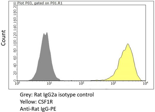 Anti-CSF1R/c-FMS Antibody, clone AFS98