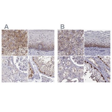 Anti-HSP90AB1 antibody produced in rabbit Prestige Antibodies&#174; Powered by Atlas Antibodies, affinity isolated antibody