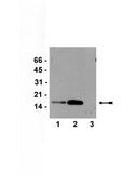 Anti-acetyl-Histone H3 (Lys9/18) Antibody serum, Upstate®