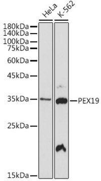 Anti-PEX19 Antibody, clone 9O7Q9, Rabbit Monoclonal