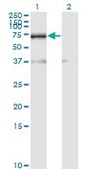 Monoclonal Anti-RNPC2 antibody produced in mouse clone 4G8, purified immunoglobulin, buffered aqueous solution