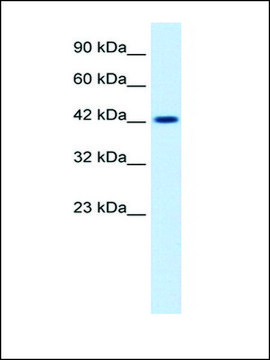 Anti-ZP3 antibody produced in rabbit IgG fraction of antiserum