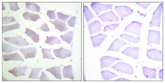 Anti-CRYAB antibody produced in rabbit affinity isolated antibody