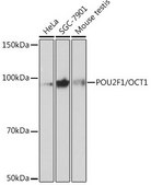 Anti-POU2F1/OCT1 antibody produced in rabbit