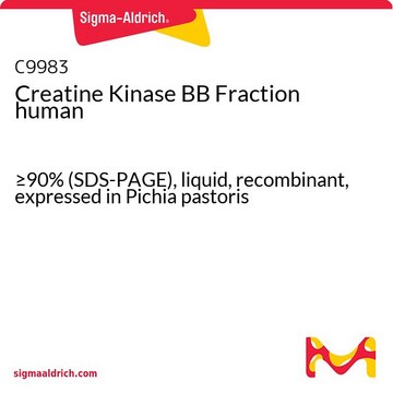 Creatine Kinase BB Fraction human &#8805;90% (SDS-PAGE), liquid, recombinant, expressed in Pichia pastoris