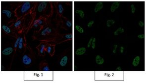 Anti-RNA polymerase II Antibody, clone CTD4H8, Alexa Fluor™ 488 Conjugate clone CTD4H8, from mouse, ALEXA FLUOR™ 488