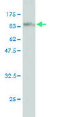 Monoclonal Anti-RIOK3 antibody produced in mouse clone 4A12-1D2, purified immunoglobulin, buffered aqueous solution