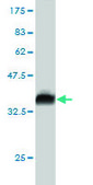Monoclonal Anti-RFFL antibody produced in mouse clone 3A4, purified immunoglobulin, buffered aqueous solution