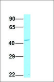 Anti-TM7SF2, (N-terminal) antibody produced in rabbit affinity isolated antibody
