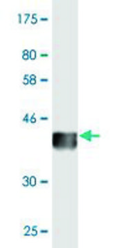 Monoclonal Anti-FDX1 antibody produced in mouse clone 4G5, purified immunoglobulin, buffered aqueous solution