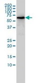 Monoclonal Anti-TOE1 antibody produced in mouse clone 1D8, purified immunoglobulin, buffered aqueous solution