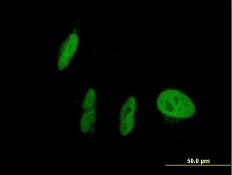 Anti-NR1I2 antibody produced in mouse purified immunoglobulin, buffered aqueous solution