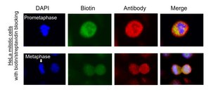 Protein A-Turbo - Proximity Biotinylation Enzyme