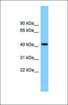 Anti-WDFY1 antibody produced in rabbit affinity isolated antibody