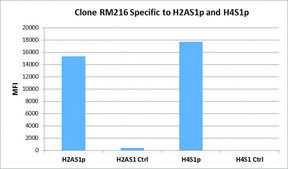 Anti-Phospho-Histone H2A/H4 (Ser1) antibody, Rabbit monoclonal recombinant, expressed in HEK 293 cells, clone RM216, purified immunoglobulin
