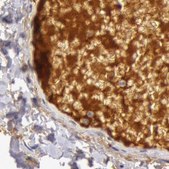 Anti-C4BPA antibody produced in rabbit Ab2, Prestige Antibodies® Powered by Atlas Antibodies, affinity isolated antibody, buffered aqueous glycerol solution