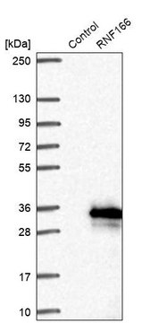 Anti-RNF166 antibody produced in rabbit Prestige Antibodies&#174; Powered by Atlas Antibodies, affinity isolated antibody, buffered aqueous glycerol solution