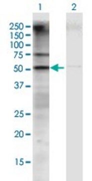 Anti-GATM antibody produced in mouse IgG fraction of antiserum, buffered aqueous solution