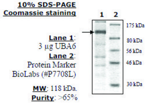 UBA6 (UBE1L2) Active human recombinant, expressed in baculovirus infected insect cells, &#8805;70% (SDS-PAGE)