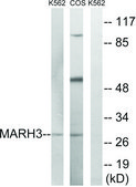 Anti-MARCH3 antibody produced in rabbit affinity isolated antibody