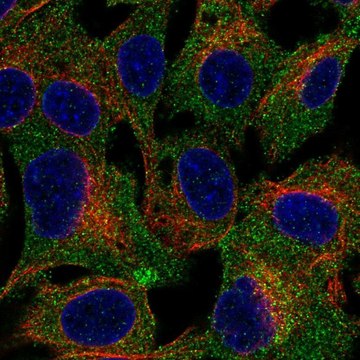 Anti-TRPC4AP antibody produced in rabbit Prestige Antibodies&#174; Powered by Atlas Antibodies, affinity isolated antibody