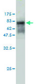 Monoclonal Anti-DMRT1 antibody produced in mouse clone 1G11, purified immunoglobulin, buffered aqueous solution