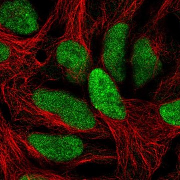 Anti-C1orf52 antibody produced in rabbit Prestige Antibodies&#174; Powered by Atlas Antibodies, affinity isolated antibody