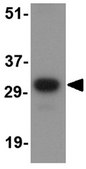 Anti-NIPSNAP Antibody from rabbit, purified by affinity chromatography