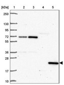 Anti-SPRYD4 antibody produced in rabbit Prestige Antibodies® Powered by Atlas Antibodies, affinity isolated antibody, buffered aqueous glycerol solution