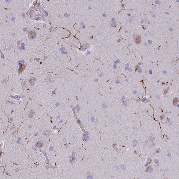 Anti-NPY antibody produced in rabbit Prestige Antibodies&#174; Powered by Atlas Antibodies, affinity isolated antibody, buffered aqueous glycerol solution