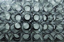 Cellusponge-Galactose 6 mm, pack of 16 ea (supplied in plate)