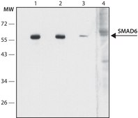 Anti-SMAD6 (N-terminal) antibody produced in rabbit ~1.0 mg/mL, affinity isolated antibody