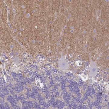 Anti-TTYH1 antibody produced in rabbit Prestige Antibodies&#174; Powered by Atlas Antibodies, affinity isolated antibody, buffered aqueous glycerol solution