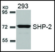 Anti-PTPN11 (Ab-580) antibody produced in rabbit affinity isolated antibody