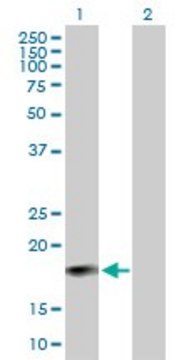 Anti-IFNA6 antibody produced in mouse purified immunoglobulin, buffered aqueous solution