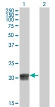 Anti-RGS5 antibody produced in mouse purified immunoglobulin, buffered aqueous solution