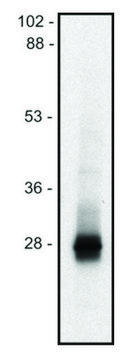 Monoclonal Anti-LIME1 antibody produced in mouse clone mLIME-05