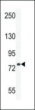 ANTI-SORBS1 (CENTER) antibody produced in rabbit affinity isolated antibody, buffered aqueous solution