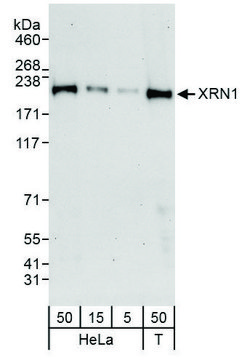 Rabbit anti-XRN1 Antibody, Affinity Purified Powered by Bethyl Laboratories, Inc.