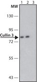 Anti-Cullin 3 antibody produced in rabbit ~1.0 mg/mL, affinity isolated antibody, buffered aqueous solution