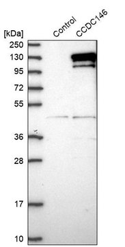 Anti-CCDC146 antibody produced in rabbit Prestige Antibodies&#174; Powered by Atlas Antibodies, affinity isolated antibody, buffered aqueous glycerol solution, Ab2