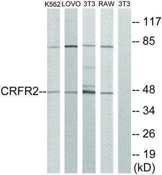 Anti-CRFR2 antibody produced in rabbit affinity isolated antibody