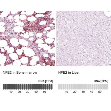 Anti-NFE2 antibody produced in rabbit Prestige Antibodies&#174; Powered by Atlas Antibodies, affinity isolated antibody, buffered aqueous glycerol solution