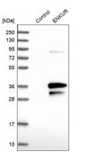 Anti-ENKUR antibody produced in rabbit Prestige Antibodies® Powered by Atlas Antibodies, affinity isolated antibody, buffered aqueous glycerol solution