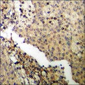 Anti-phospho-BAD (pSer134) antibody produced in rabbit affinity isolated antibody