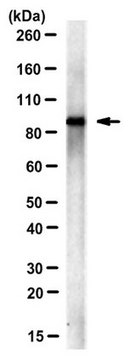 Anti-Alix/Xp95 Antibody, clone 1A3 clone 1A3, from mouse